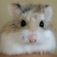 Image for article titled Dead Hamster Feels Its Life Has Been Properly Honored By Shoebox Coffin